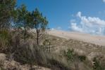 Un peu de verdure dans les dunes…