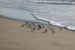 Petits oiseaux marchant sur la plage