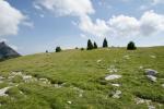 Un pré très moelleux au pied du Grand Veymont