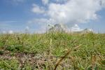 Edelweiss devant le Grand Veymont