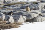 Deux marmottes à la Dent de Crolles