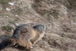 Marmotte à la Dent de Crolles