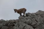 Bouquetin au Grand Veymont