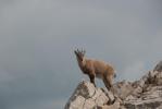 Bouquetin au Grand Veymont