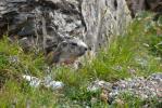 Marmotte au lac du Grand Doménon